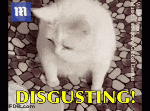 A Picture Of A Cat With The Words Disgusting Written On It GIF