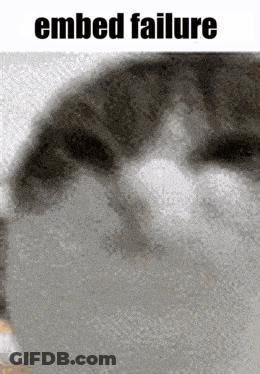 A Picture Of A Cat With The Words Embedded Failure Below It GIF