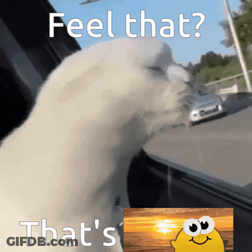 A Picture Of A Cat With The Words Feel That That 'S That 'S On It GIF