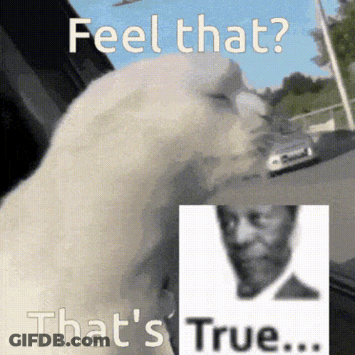A Picture Of A Cat With The Words Feel That That 'S True GIF