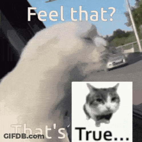 A Picture Of A Cat With The Words Feel That That 'S True Below It GIF