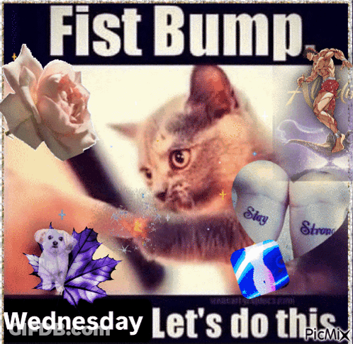 A Picture Of A Cat With The Words " Fist Bump Wednesday Let 'S Do This " Below It GIF