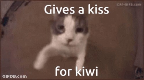 A Picture Of A Cat With The Words Gives A Kiss For Kiwi On It GIF