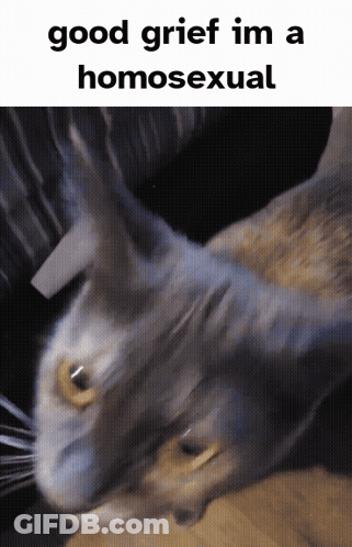 A Picture Of A Cat With The Words Good Grief Im A Homosexual GIF