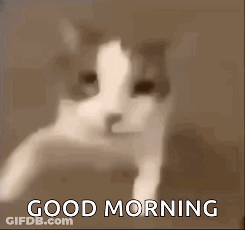 A Picture Of A Cat With The Words " Good Morning " On The Bottom GIF