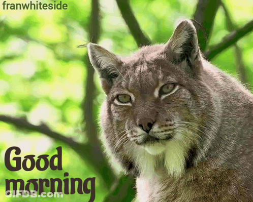 A Picture Of A Cat With The Words " Good Morning " On The Bottom GIF