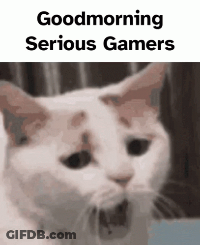 A Picture Of A Cat With The Words " Good Morning Serious Gamers " Below It GIF