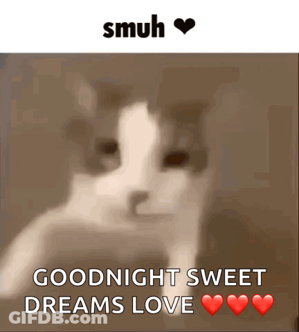 A Picture Of A Cat With The Words Goodnight Sweet Dreams Love Above It GIF