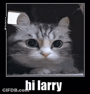 A Picture Of A Cat With The Words Hi Larry Above It GIF
