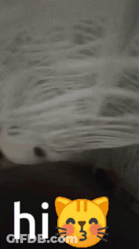 A Picture Of A Cat With The Words Hi On It GIF