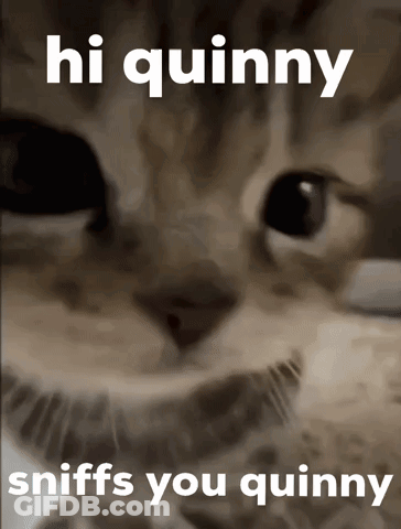 A Picture Of A Cat With The Words Hi Quinny Sniffs You Quinny Below It GIF