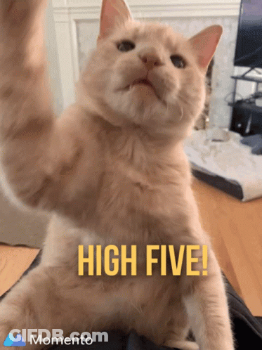 A Picture Of A Cat With The Words High Five Written On It GIF