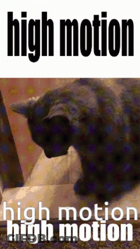 A Picture Of A Cat With The Words High Motion On It GIF