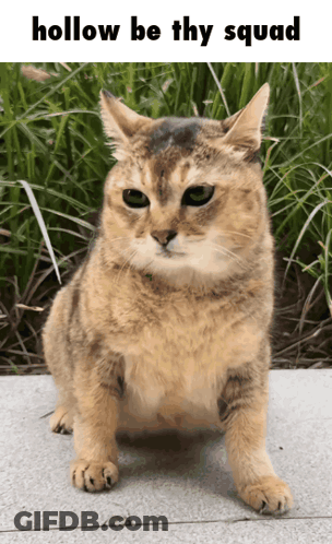 A Picture Of A Cat With The Words Hollow Be Thy Squad GIF