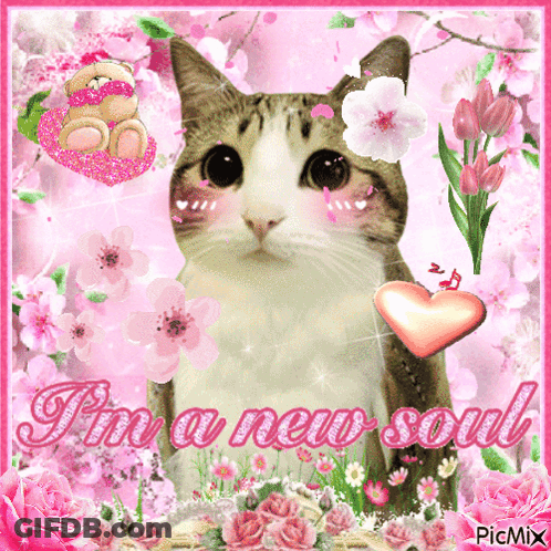 A Picture Of A Cat With The Words I 'M A New Soul On The Bottom GIF