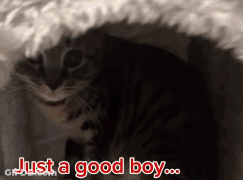 A Picture Of A Cat With The Words Just A Good Boy Above It GIF