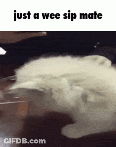A Picture Of A Cat With The Words Just A Wee Sip Mate Below It GIF