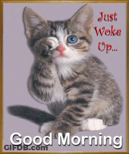 A Picture Of A Cat With The Words Just Woke Up GIF