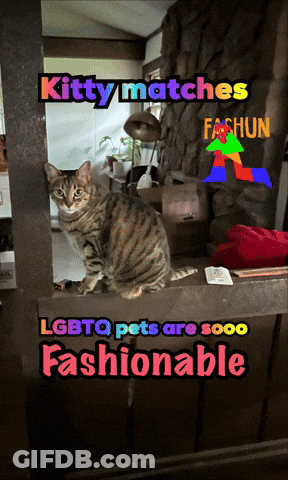 A Picture Of A Cat With The Words " Kitty Matches Lgbtq Pets Are Sooo Fashionable " GIF