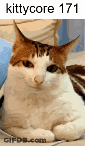 A Picture Of A Cat With The Words Kittycore 171 On The Bottom GIF