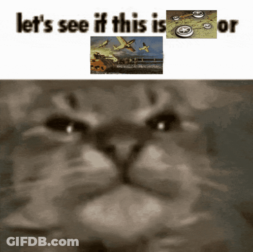 A Picture Of A Cat With The Words Let 'S See If This Is Or Above It GIF