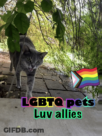 A Picture Of A Cat With The Words " Lgbtq Pets Luv Allies " Above It GIF