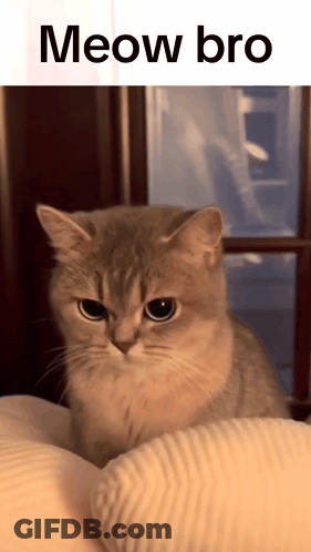 Cat With Meow Bro Text GIF