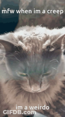A Picture Of A Cat With The Words Mfw When Im A Creep Im A Weirdo GIF