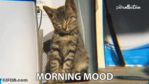 A Picture Of A Cat With The Words Morning Mood Above It GIF
