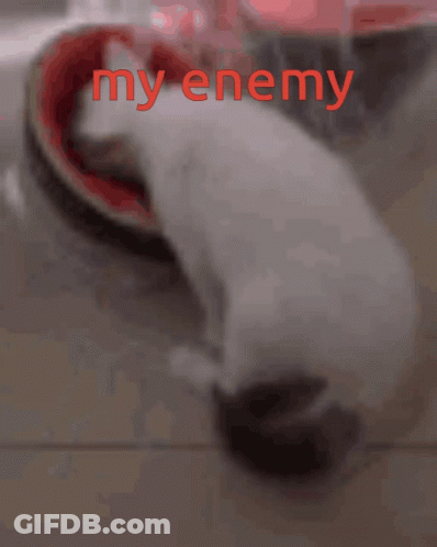 A Picture Of A Cat With The Words " My Enemy " Written In Red GIF