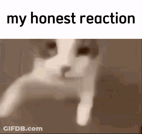 A Picture Of A Cat With The Words " My Honest Reaction " On The Bottom GIF