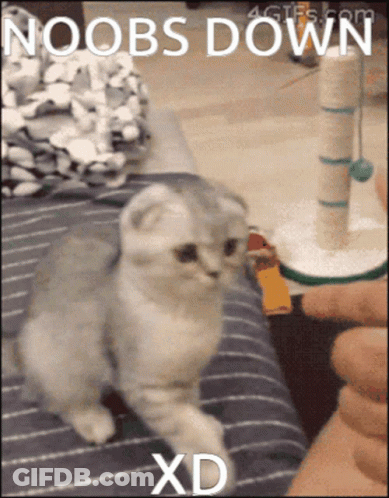 A Picture Of A Cat With The Words Noobs Down Xd GIF
