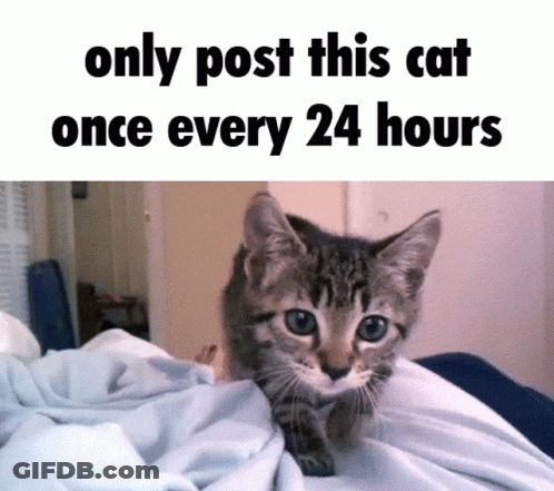 A Picture Of A Cat With The Words Only Post This Cat Once Every 24 Hours Below It GIF