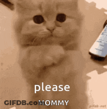 A Picture Of A Cat With The Words Please Mommy On It GIF