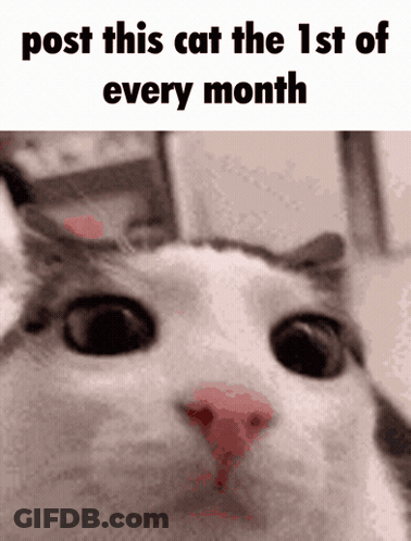 A Picture Of A Cat With The Words Post This Cat The 1St Of Every Month GIF