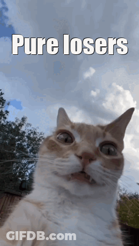 A Picture Of A Cat With The Words Pure Losers On The Bottom GIF