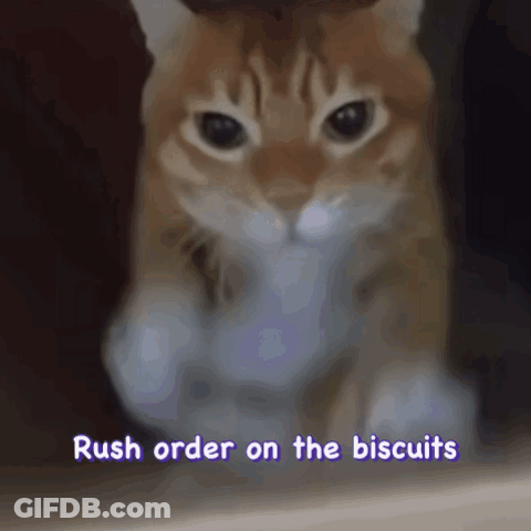 A Picture Of A Cat With The Words Rush Order On The Biscuits Above It GIF