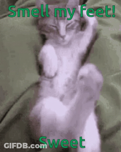 A Picture Of A Cat With The Words " Smell My Feet Sweet " On The Bottom GIF