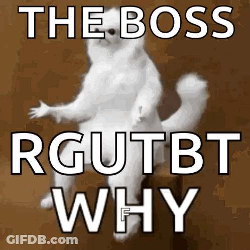A Picture Of A Cat With The Words The Boss Rgutbt Why GIF