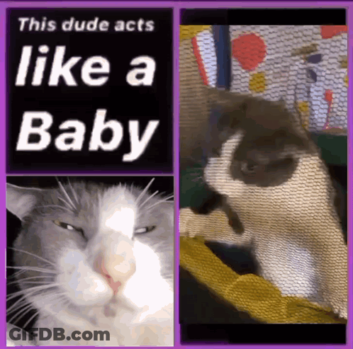 A Picture Of A Cat With The Words " This Dude Acts Like A Baby " On It GIF