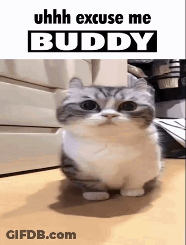A Picture Of A Cat With The Words Uhh Excuse Me Buddy Above It GIF