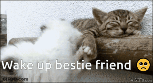 A Picture Of A Cat With The Words Wake Up Bestie Friend Written Below It GIF