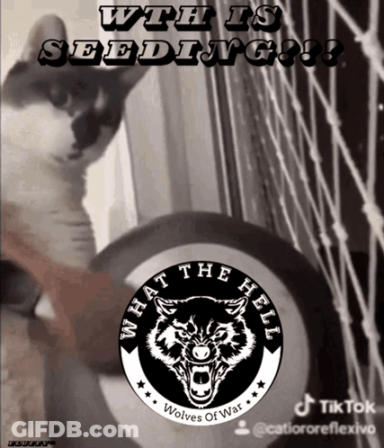 A Picture Of A Cat With The Words " What The Hell Wolves Of War " GIF