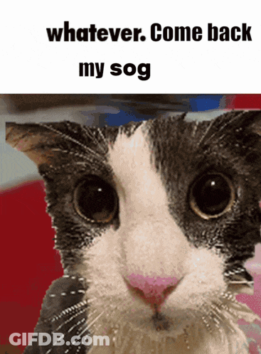 A Picture Of A Cat With The Words Whatever Come Back My Sog Below It GIF