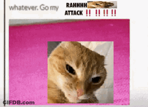 Cat With Whatever Go My Attack Text GIF