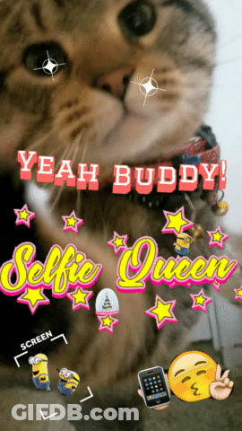 A Picture Of A Cat With The Words Yeah Buddy And Selfie Queen GIF