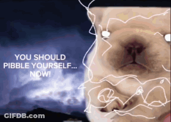 A Picture Of A Cat With The Words " You Should Pebble Yourself Now " GIF