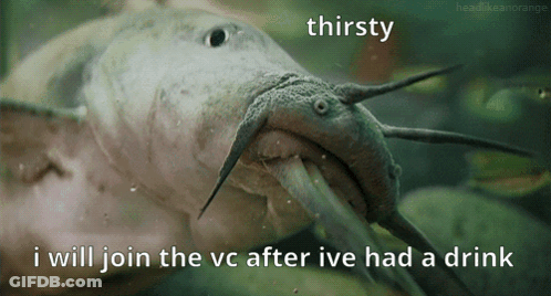 A Picture Of A Catfish With A Caption That Says Thirsty And I Will Join The Vc After Ive Had A Drink GIF