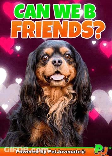 A Picture Of A Cavalier King Charles Spaniel On A Poster That Says Can We Be Friends GIF