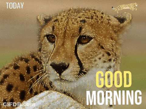 A Picture Of A Cheetah With The Words Today Good Morning GIF